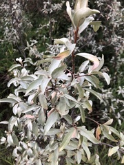Elaeagnus commutata