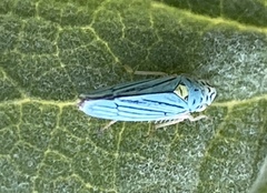 Graphocephala atropunctata