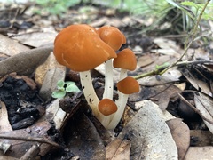 Marasmius vagus