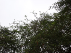 Sciurus stramineus