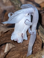 Monotropa uniflora