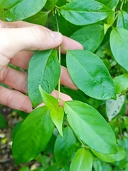 Geniostoma ligustrifolium ligustrifolium