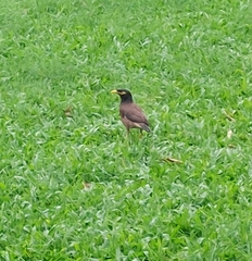 Acridotheres tristis