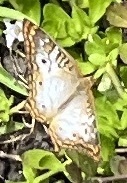 Anartia jatrophae