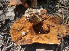 Suillus lakei