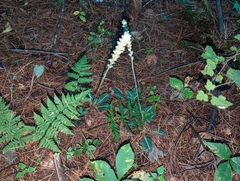 Goodyera pubescens