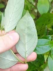 Geniostoma ligustrifolium ligustrifolium