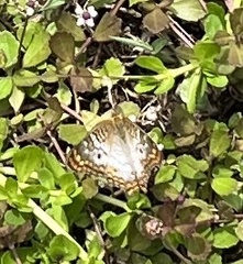 Anartia jatrophae