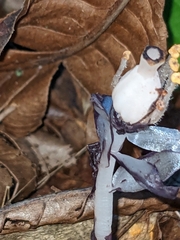 Monotropa uniflora