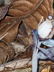 Monotropa uniflora