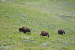 Bison bison