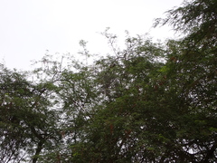 Sciurus stramineus