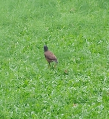 Acridotheres tristis