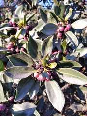 Rhamnus alaternus