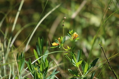 Hypericum kalmianum