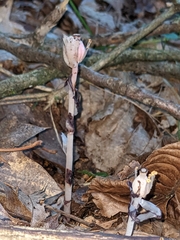 Monotropa uniflora