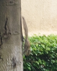 Funambulus pennantii