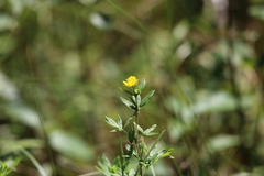 Dasiphora fruticosa