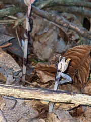Monotropa uniflora