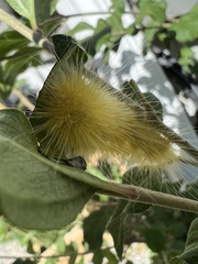 Spilosoma