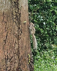 Funambulus pennantii