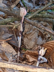 Monotropa uniflora