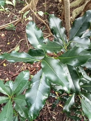 Planchonella costata