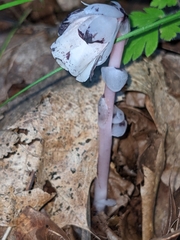 Monotropa uniflora