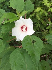 Hibiscus moscheutos