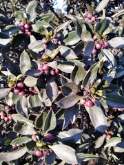 Rhamnus alaternus