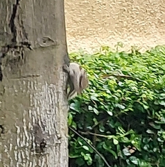 Funambulus pennantii