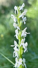Platanthera dilatata leucostachys