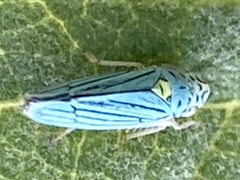 Graphocephala atropunctata