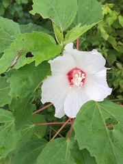 Hibiscus moscheutos
