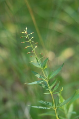 Lysimachia terrestris