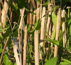 Erythemis simplicicollis