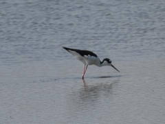 Himantopus mexicanus