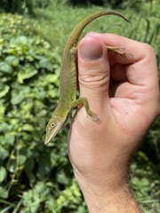 Anolis chlorocyanus