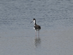 Himantopus mexicanus