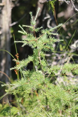 Larix laricina