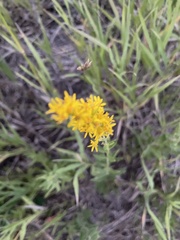 Solidago velutina