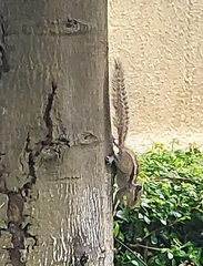 Funambulus pennantii
