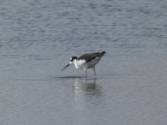 Himantopus mexicanus