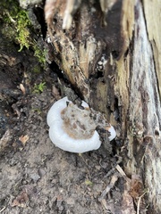 Ganoderma