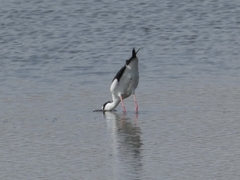 Himantopus mexicanus