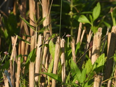 Erythemis simplicicollis