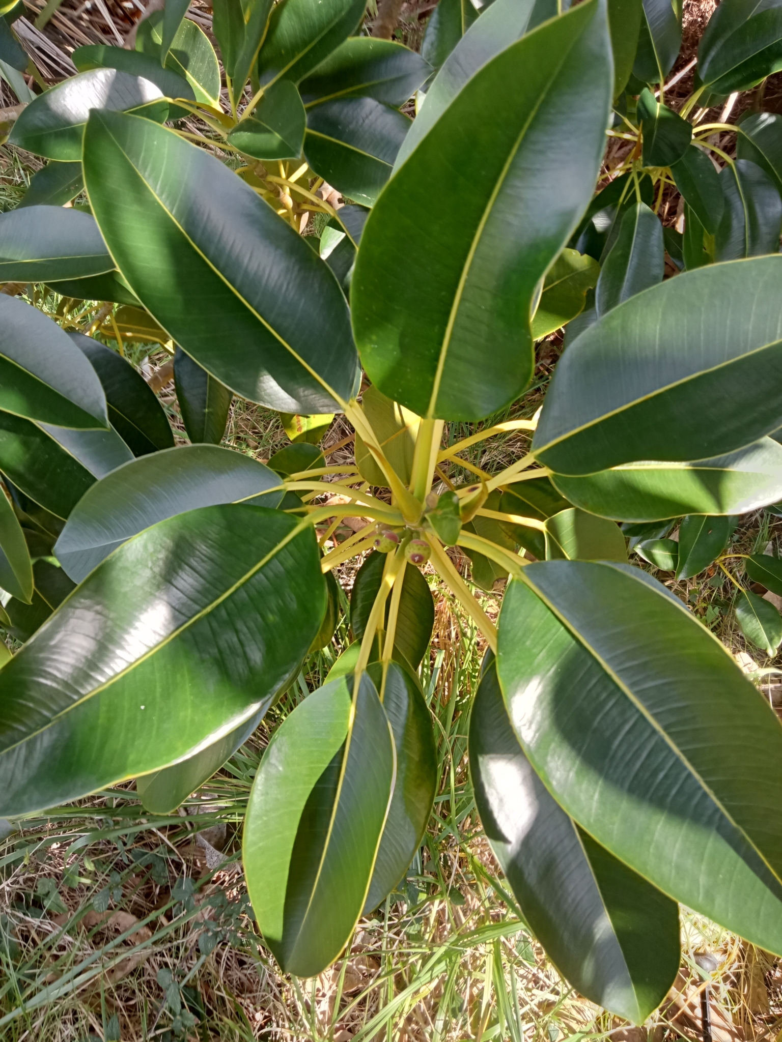Ficus macrophylla