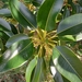 Ficus macrophylla - Photo (c) Kasey Joe-McIndoe, algunos derechos reservados (CC BY-NC), subido por Kasey Joe-McIndoe