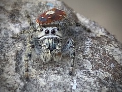 Phidippus adumbratus