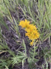 Solidago velutina